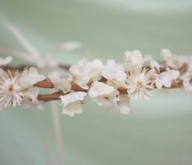 Flower crown, rustic head wreath, wedding headband, bridal hair, wedding crown